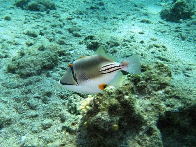 Eilat