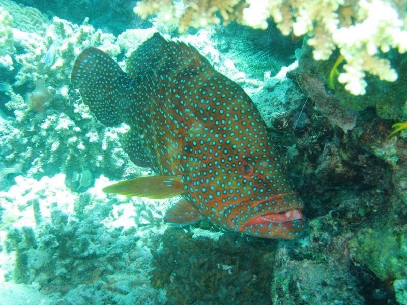 Eilat