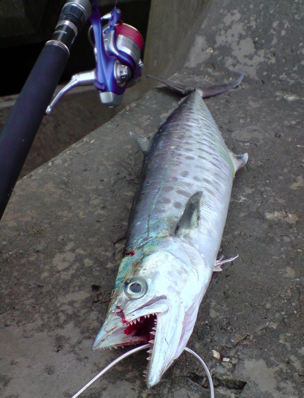 12/9/09 Makrell