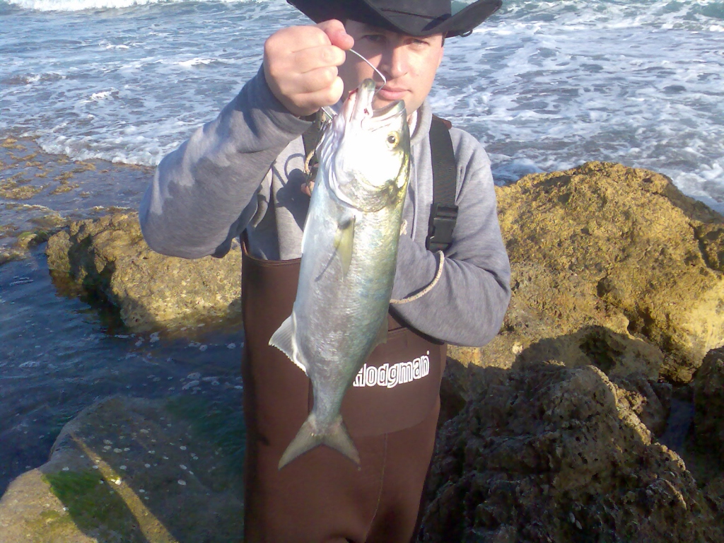 Blue Fish - shore popping