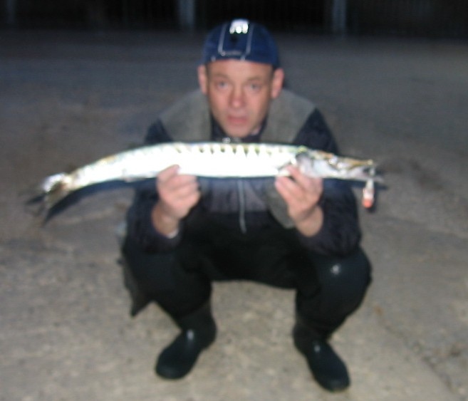 Optuse barracuda