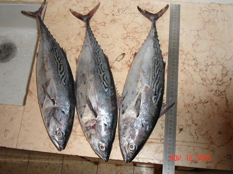 Туна. Ашдод ХХ. 12/11/05  КМ 1оз
