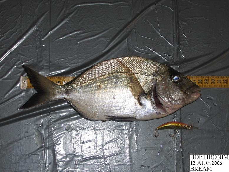 Bream_12_aug_2006_02