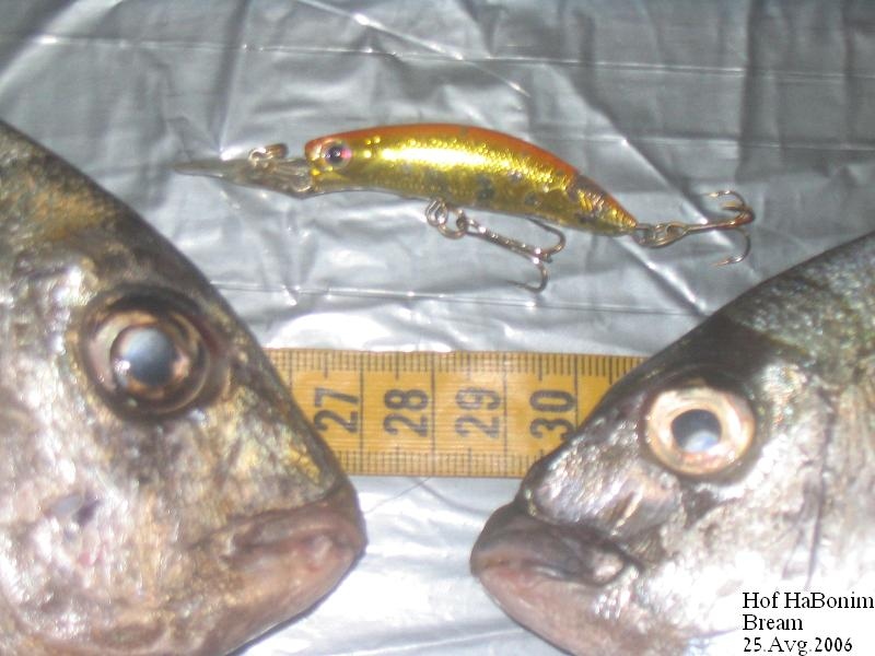 Bream_25_aug_2006_01