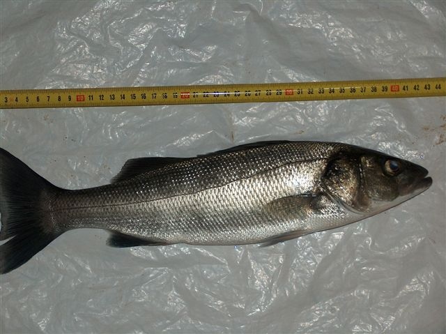 12032007