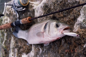 2007.may.05 Seabass 02