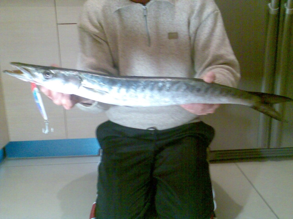 Barracuda